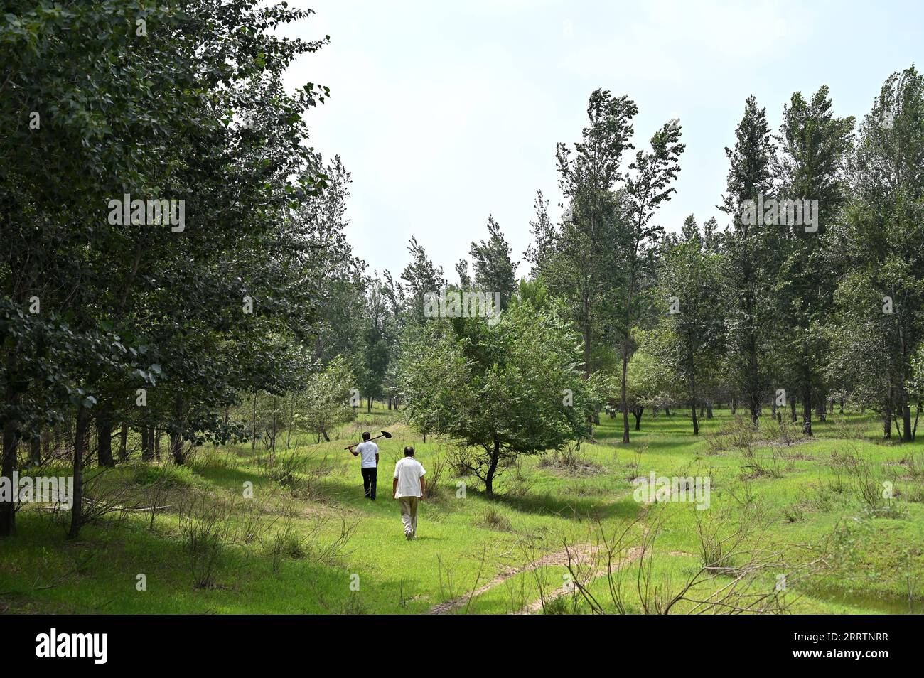 230803 -- TONGLIAO, 3 agosto 2023 -- Bai Shun R e suo figlio pattugliano una foresta a Bulteger Gacha, Horqin ala sinistra bandiera posteriore della città di Tongliao, regione autonoma della Mongolia interna della Cina settentrionale, 2 agosto 2023. Situato nel centro della Horqin Sandy Land, Bulteger Gacha, un piccolo villaggio nella bandiera posteriore dell'ala sinistra di Horqin della città di Tongliao, soffriva di desertificazione. Dal 2002, Bai Shun, un contadino mongolo locale, ha portato la sua famiglia a radicare in questo villaggio e a dedicarsi al controllo della desertificazione. Il tasso di sopravvivenza degli alberi piantati era basso all'inizio a causa della mancanza di espirazioni Foto Stock