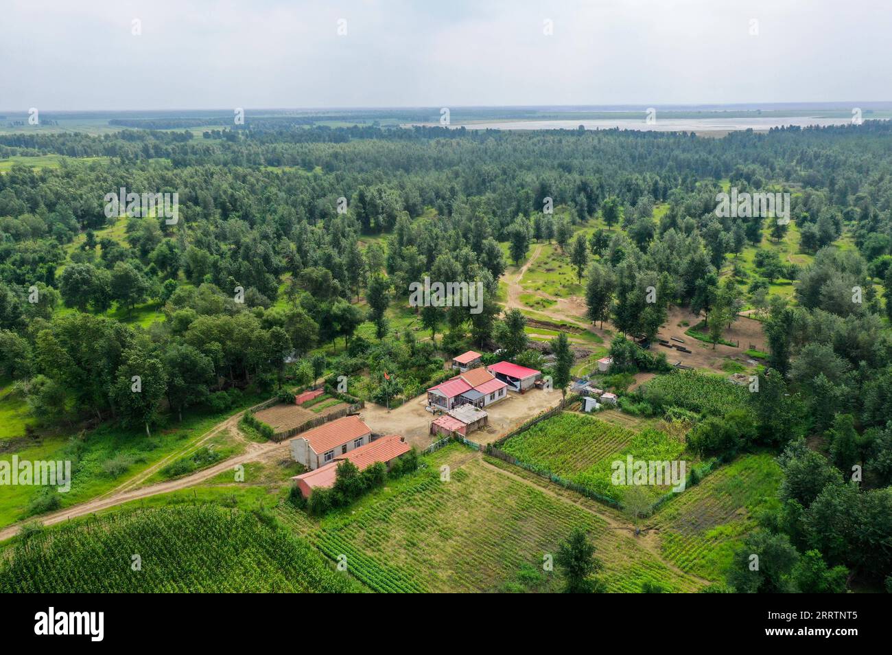 230803 -- TONGLIAO, 3 agosto 2023 -- questa foto aerea scattata il 2 agosto 2023 mostra la casa di Bai Shun a Bulteger Gacha, Horqin ala sinistra bandiera posteriore della città di Tongliao, regione autonoma della Mongolia interna della Cina settentrionale. Situato nel centro della Horqin Sandy Land, Bulteger Gacha, un piccolo villaggio nella bandiera posteriore dell'ala sinistra di Horqin della città di Tongliao, soffriva di desertificazione. Dal 2002, Bai Shun, un contadino mongolo locale, ha portato la sua famiglia a radicare in questo villaggio e a dedicarsi al controllo della desertificazione. Il tasso di sopravvivenza degli alberi piantati era basso all'inizio Foto Stock