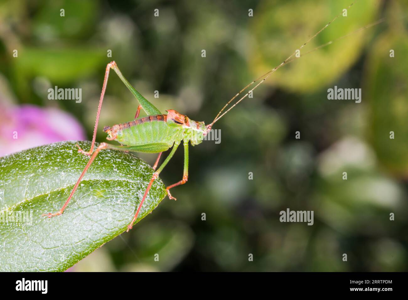Cricket maschile, Leptophyes punctatissima Foto Stock