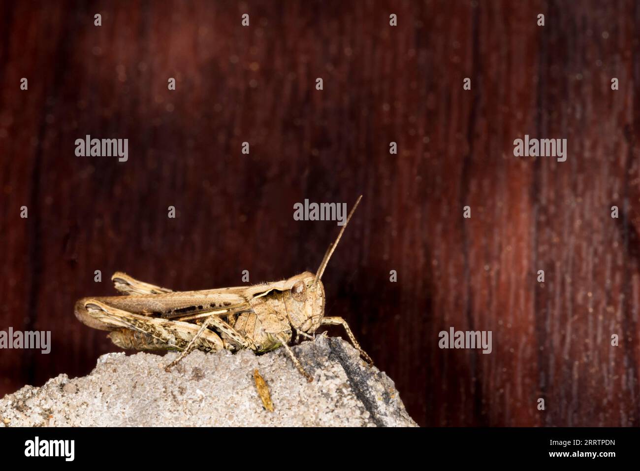 Grasshopper, Acrididae Foto Stock