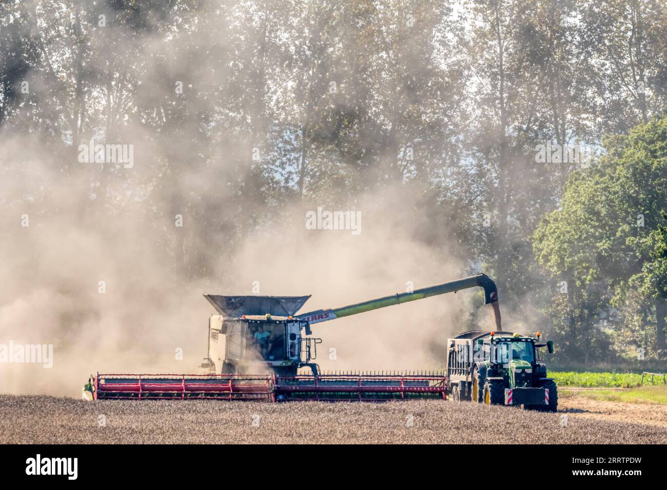 Claas Lexion 8900 mietitrebbia di lavoro e scarico della granella su un trattore e un rimorchio a Norfolk, Regno Unito. Foto Stock