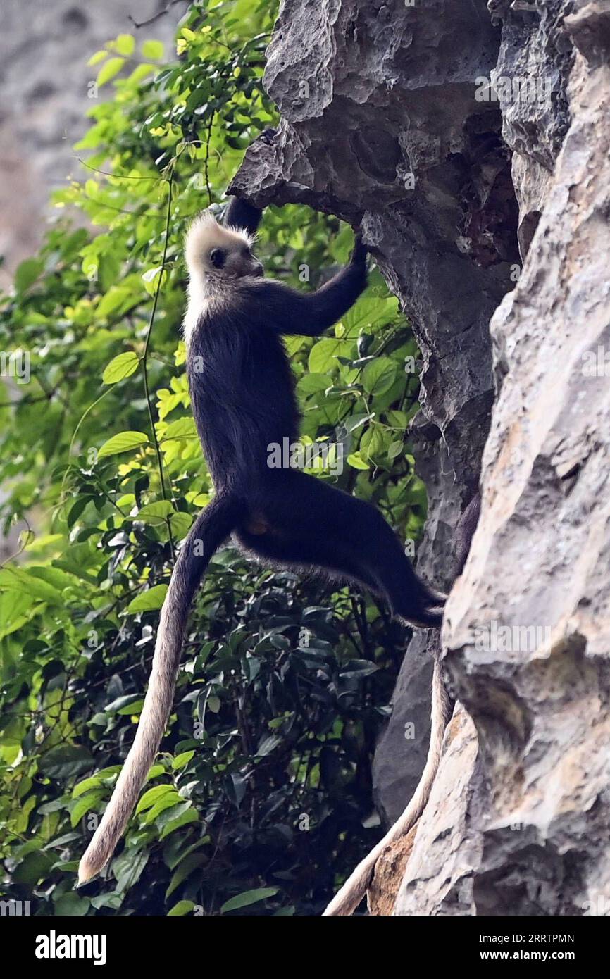 230806 -- CHONGZUO, 6 agosto 2023 -- Un langur dalla testa bianca si arrampica su una scogliera per foraggiarsi in una riserva naturale nazionale nella città di Luobai del distretto di Jiangzhou, città di Chongzuo, regione autonoma di Guangxi Zhuang della Cina meridionale, 5 agosto 2023. Il langur dalla testa bianca è una delle specie di primati più a rischio al mondo ed esclusiva della Cina. L'animale in via di estinzione, caratterizzato dai capelli bianchi sulla testa, è avvistato nelle colline carsiche di 200 km quadrati tra i fiumi Zuojiang e Mingjiang a Chongzuo. CHINA-GUANGXI-CHONGZUO-WHITE-HEAD LANGURS CN ZHANGXAILIN PUBLICATIONXNOTXINXCHN Foto Stock