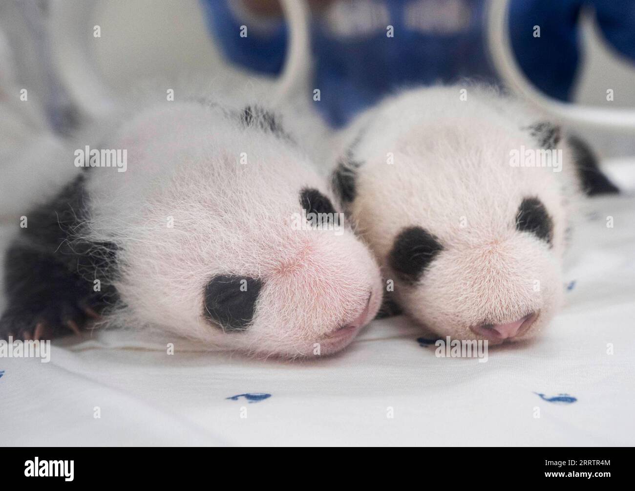 230807 -- YONGIN, 7 agosto 2023 -- questa foto scattata il 6 agosto 2023 mostra due cuccioli di panda giganti di un mese a Yongin, Corea del Sud. I cuccioli gemelli nati il 7 luglio di quest'anno hanno compiuto un mese il lunedì, pesando 1,1 kg e 1,2 kg ciascuno. /Handout via Xinhua COREA DEL SUD-YONGIN-GIANT PANDA CUBS EverlandxResort PUBLICATIONxNOTxINxCHN Foto Stock