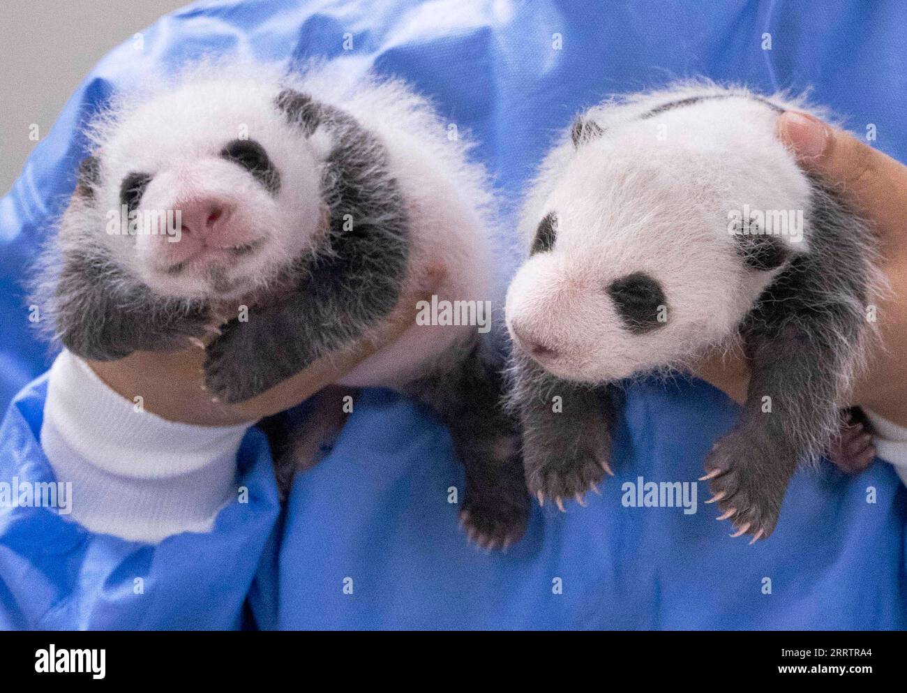 230807 -- YONGIN, 7 agosto 2023 -- questa foto scattata il 6 agosto 2023 mostra due cuccioli di panda giganti di un mese a Yongin, Corea del Sud. I cuccioli gemelli nati il 7 luglio di quest'anno hanno compiuto un mese il lunedì, pesando 1,1 kg e 1,2 kg ciascuno. /Handout via Xinhua COREA DEL SUD-YONGIN-GIANT PANDA CUBS EverlandxResort PUBLICATIONxNOTxINxCHN Foto Stock