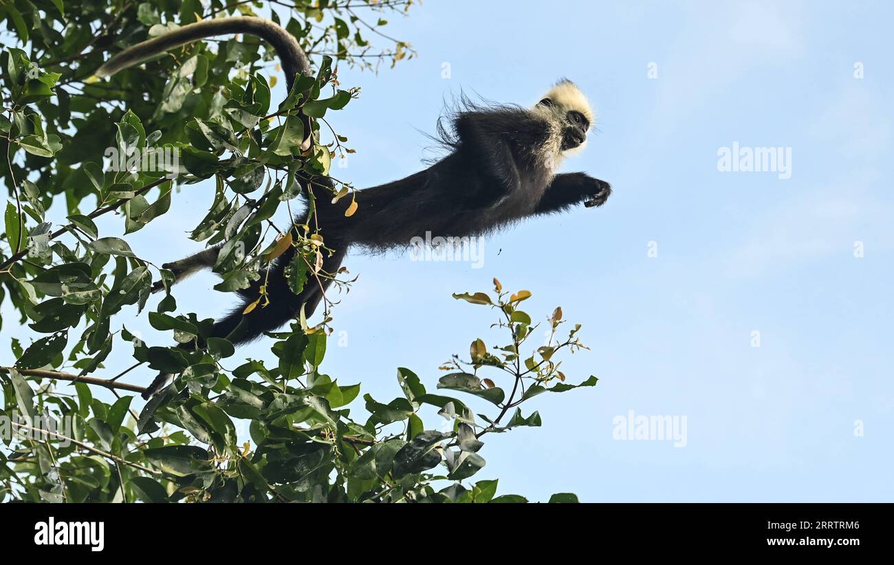 230808 -- CHONGZUO, 8 agosto 2023 -- Un langur dalla testa bianca salta in una riserva naturale nazionale nella città di Luobai del distretto di Jiangzhou, città di Chongzuo, regione autonoma del Guangxi Zhuang della Cina meridionale, 5 agosto 2023. Il langur dalla testa bianca è una delle specie di primati più a rischio al mondo ed esclusiva della Cina. L'animale in via di estinzione, caratterizzato dai capelli bianchi sulla testa, è avvistato sulle colline carsiche tra i fiumi Zuojiang e Mingjiang nella città di Chongzuo, Guangxi. Negli anni '1980, la popolazione di langur dalla testa bianca diminuì a circa 300 a causa della deforestazione e della bonifica delle terre Foto Stock