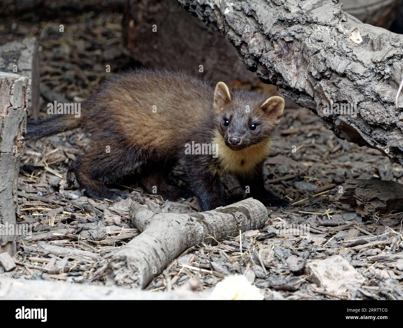 Weasel (Mustela nivalis) Orphan, kit abbandonato in mano. Foto Stock