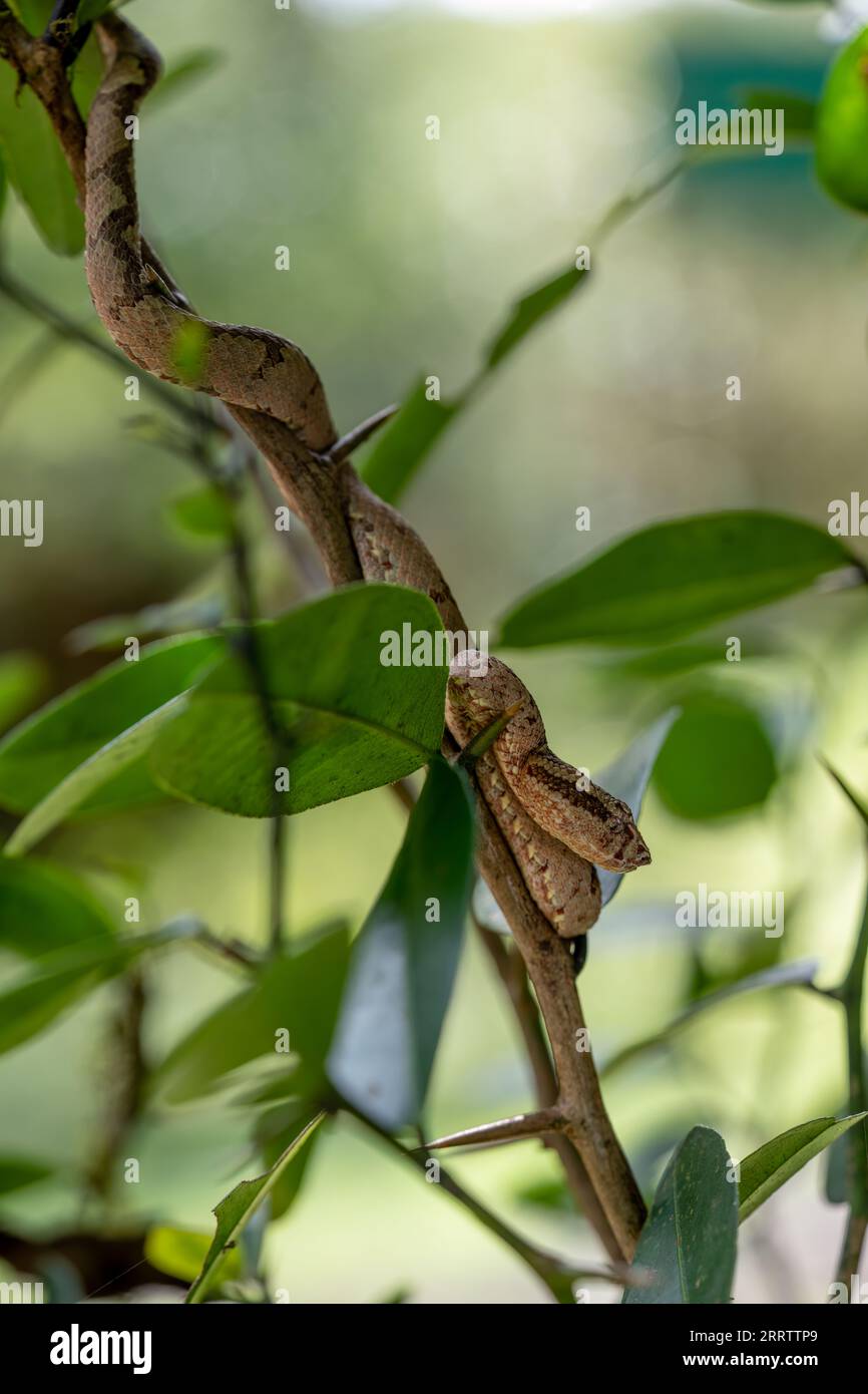 Malabar pit viper (Trimeresurus malabaricus), morfo di colore marrone nell'habitat della foresta pluviale con cascata, Amboli, Maharashtra Foto Stock