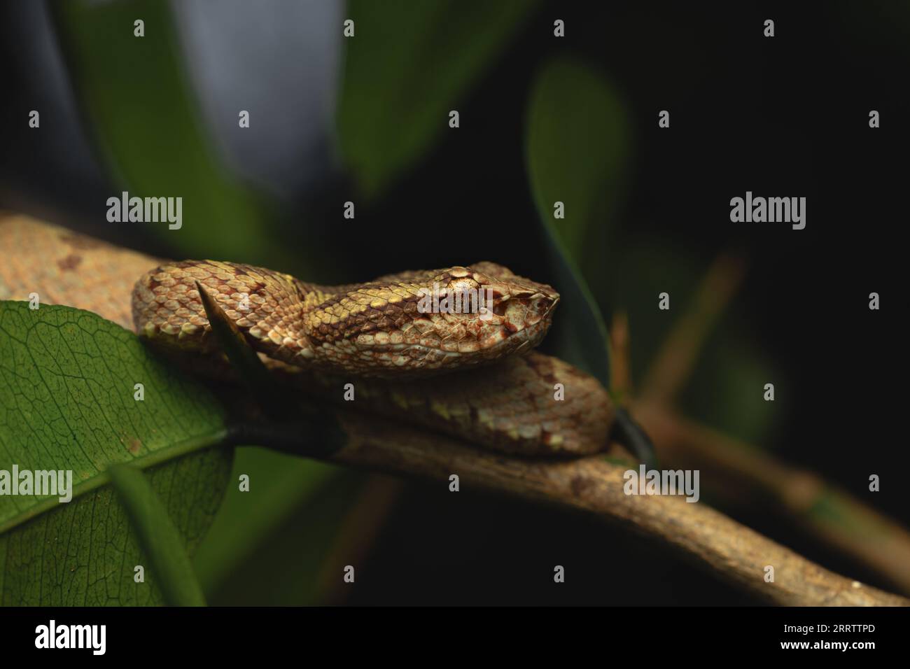 Malabar pit viper (Trimeresurus malabaricus), morfo di colore marrone nell'habitat della foresta pluviale con cascata, Amboli, Maharashtra Foto Stock