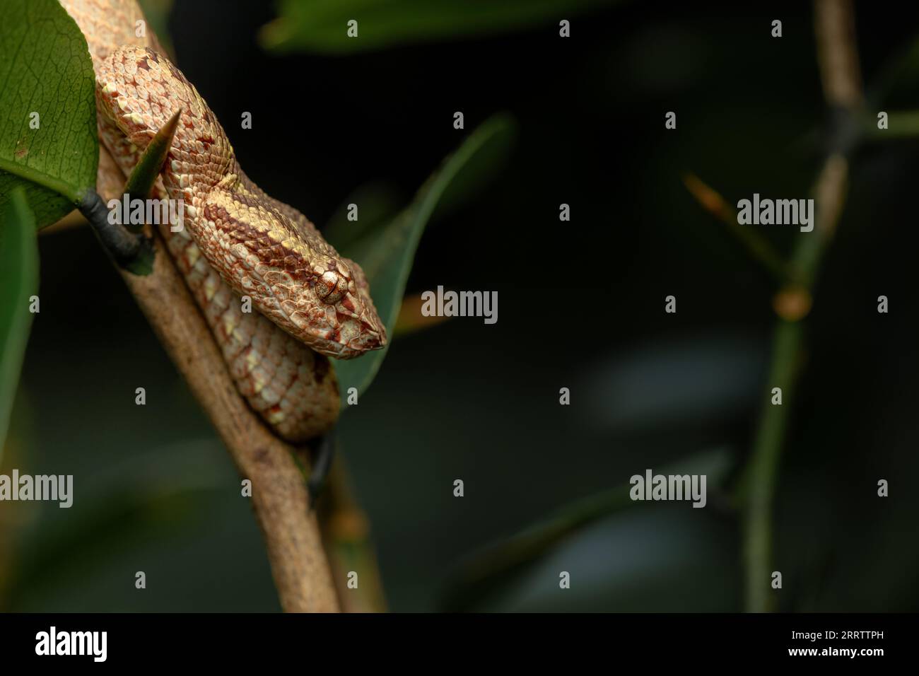 Malabar pit viper (Trimeresurus malabaricus), morfo di colore marrone nell'habitat della foresta pluviale con cascata, Amboli, Maharashtra Foto Stock