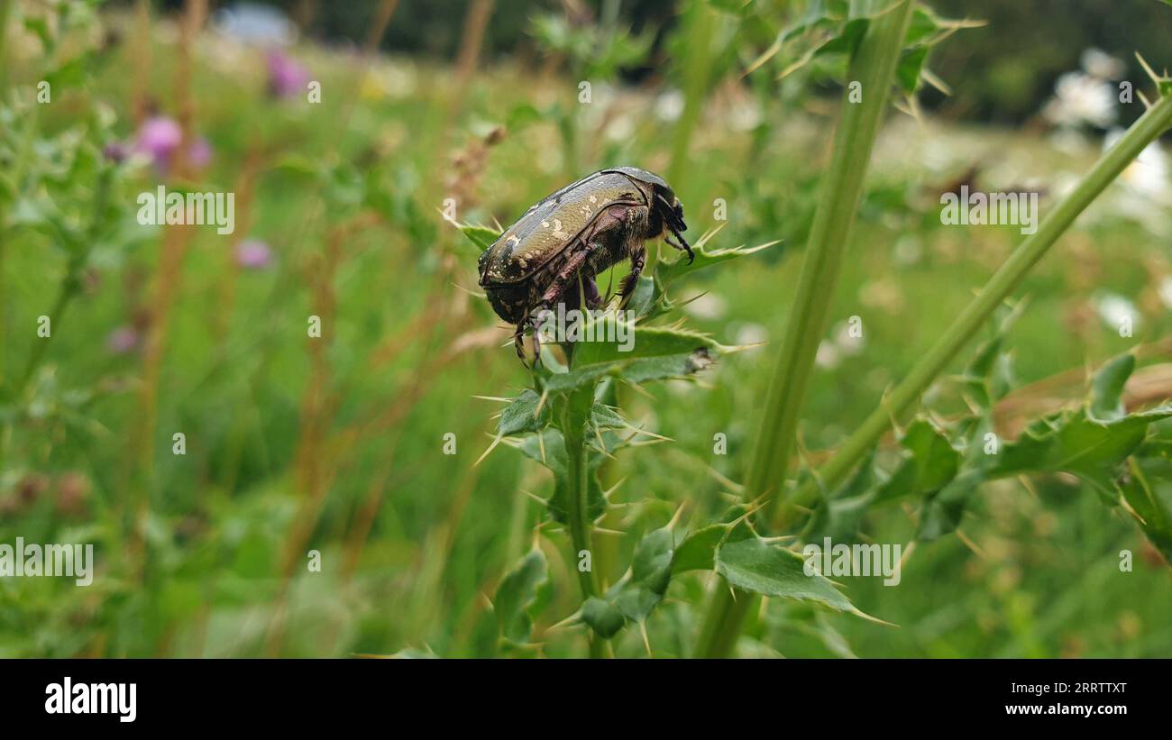 Il coleottero rosa verde bronzo è una componente importante della fauna europea per la sua importanza ecologica. È elencato nella lista rossa dell'endan Foto Stock