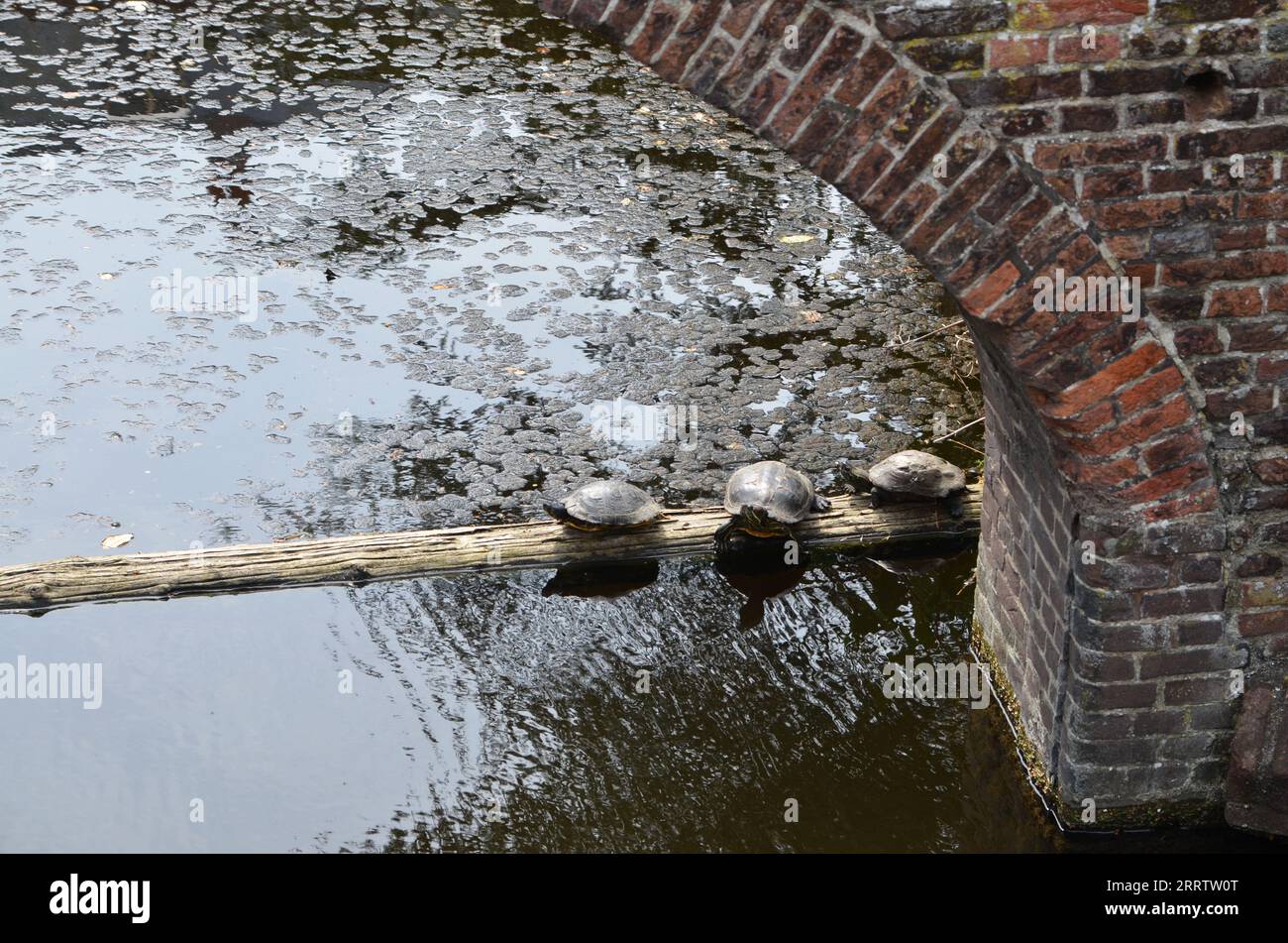 In alcune regioni in cui sono state rilasciate tartarughe Slider dalle orecchie rosse, hanno avuto un impatto negativo sulle specie e sugli ecosistemi nativi Foto Stock