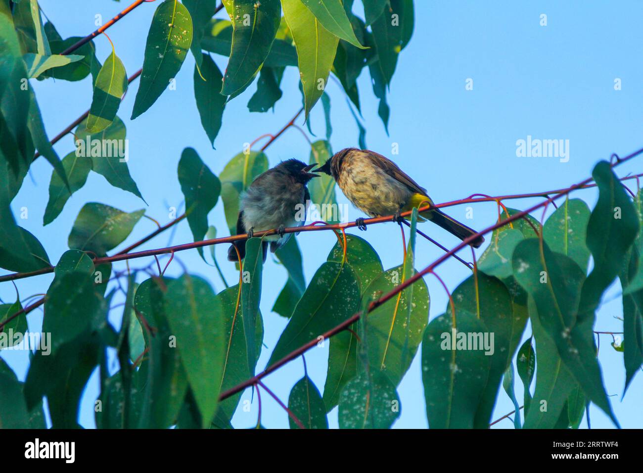 Due uccelli amorosi appollaiati su un albero, che si nutrono a vicenda. Foto Stock