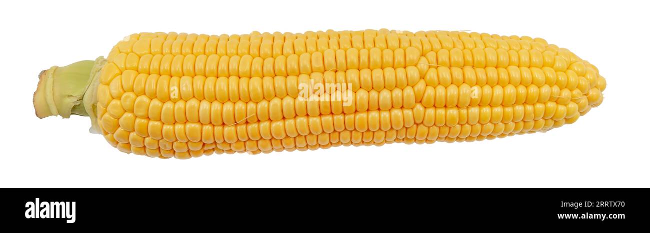 Pannocchie di mais. Cereali da foraggio. Granturco Foto Stock