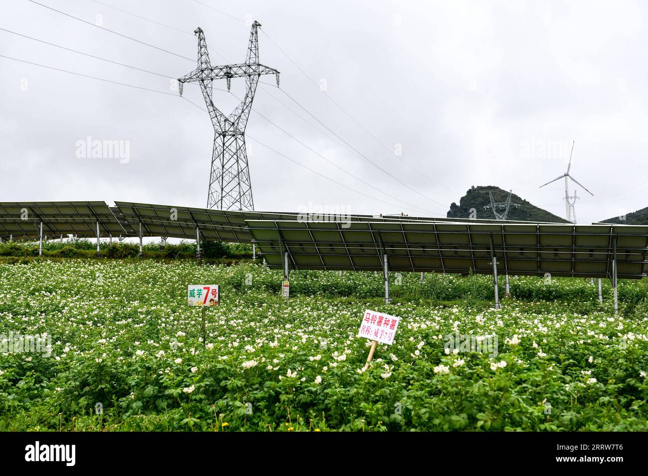 230815 -- GUIYANG, 15 agosto 2023 -- le piante di patate sono coltivate sotto i pannelli fotovoltaici in una centrale elettrica fotovoltaica nella contea autonoma di Weining di Yi-Hui-Miao, nella provincia di Guizhou della Cina sud-occidentale, 20 luglio 2023. Guizhou ha colto l'opportunità e ha fatto grandi passi avanti nello sviluppo di nuove industrie energetiche, come l'energia eolica e fotovoltaica, negli ultimi anni. Mentre sviluppava vigorosamente l'energia verde, Guizhou ha anche fatto pieno uso del terreno sotto pannelli fotovoltaici per sviluppare l'agricoltura e l'allevamento del bestiame. Entro la fine di giugno 2023, la capacità totale installata di nuova energia Foto Stock