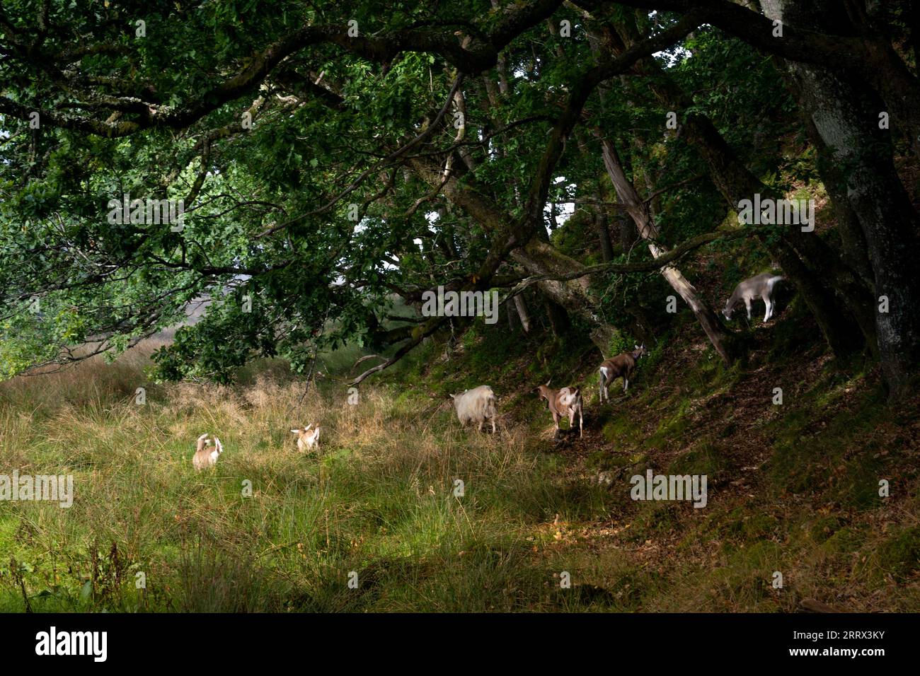 Loch Achray a settembre Foto Stock