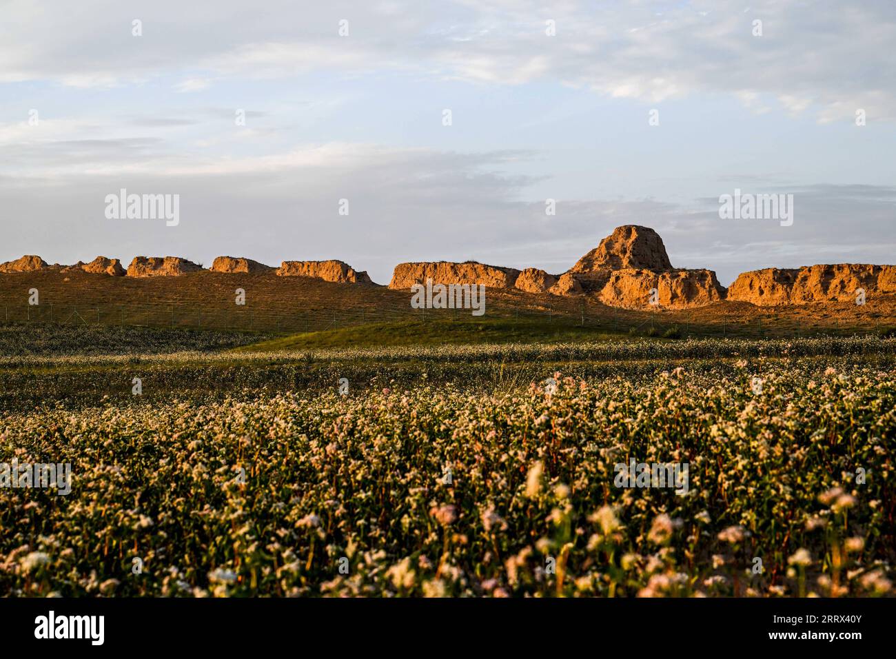 230819 -- YANCHI, 19 agosto 2023 -- questa foto scattata il 18 agosto 2023 mostra fiori di grano saraceno fioriti nella contea di Yanchi, nella regione autonoma Ningxia Hui della Cina nordoccidentale. Con una superficie di coltivazione totale di 661.000 mu circa 44.067 ettari quest'anno, il grano saraceno nella contea di Yanchi è in piena fioritura. CHINA-NINGXIA-YANCHI COUNTY-FIORI DI GRANO SARACENO CN LIANXZHEN PUBLICATIONXNOTXINXCHN Foto Stock