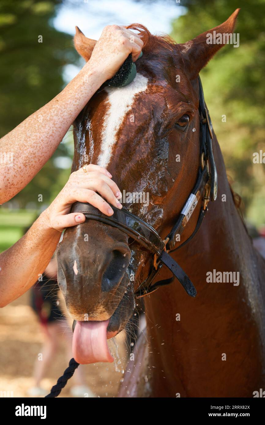 USO EDITORIALE SOLO Un cavallo è raffreddato con acqua dopo aver gareggiato in calore a 31 gradi al giorno quattro del Cornbury House Horse Trials 2023 a Cornbury House nell'Oxfordshire. L'evento internazionale di cinque giorni è stato ristabilito dal fondatore David Howden nel 2020 a seguito di un'assenza per un certo numero di anni Picture date: Sabato 9 settembre 2023. Foto Stock