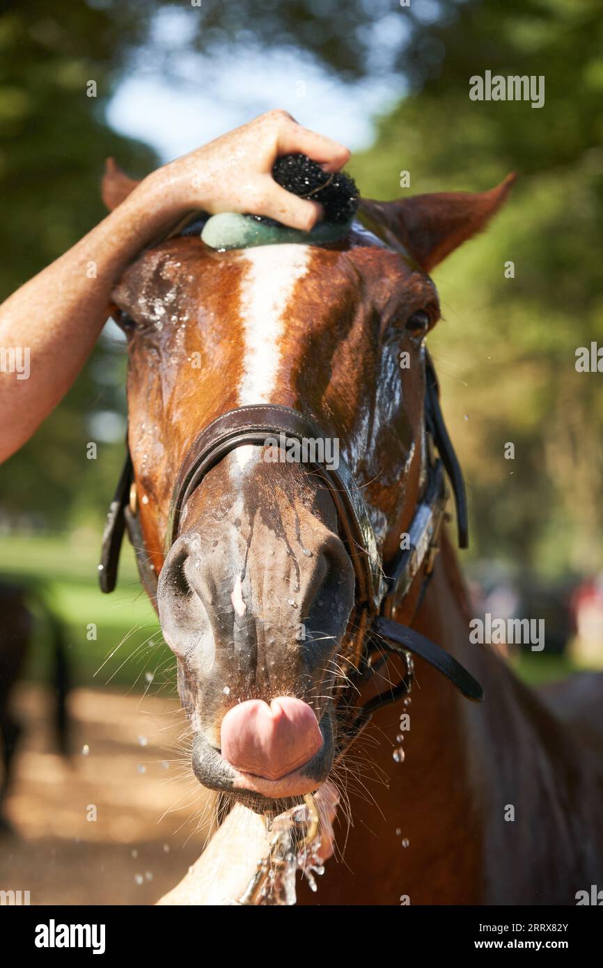 USO EDITORIALE SOLO Un cavallo è raffreddato con acqua dopo aver gareggiato in calore a 31 gradi al giorno quattro del Cornbury House Horse Trials 2023 a Cornbury House nell'Oxfordshire. L'evento internazionale di cinque giorni è stato ristabilito dal fondatore David Howden nel 2020 a seguito di un'assenza per un certo numero di anni Picture date: Sabato 9 settembre 2023. Foto Stock