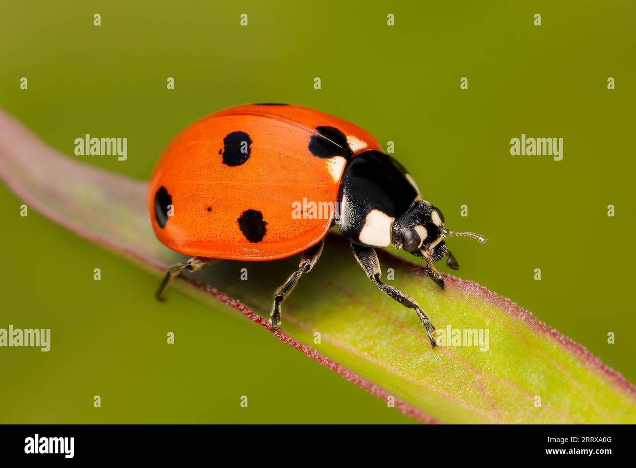 Piccolo e colorato scarabeo labybug a sette macchie su una foglia di peoni con sfondo sfocato e spazio per la copia Foto Stock