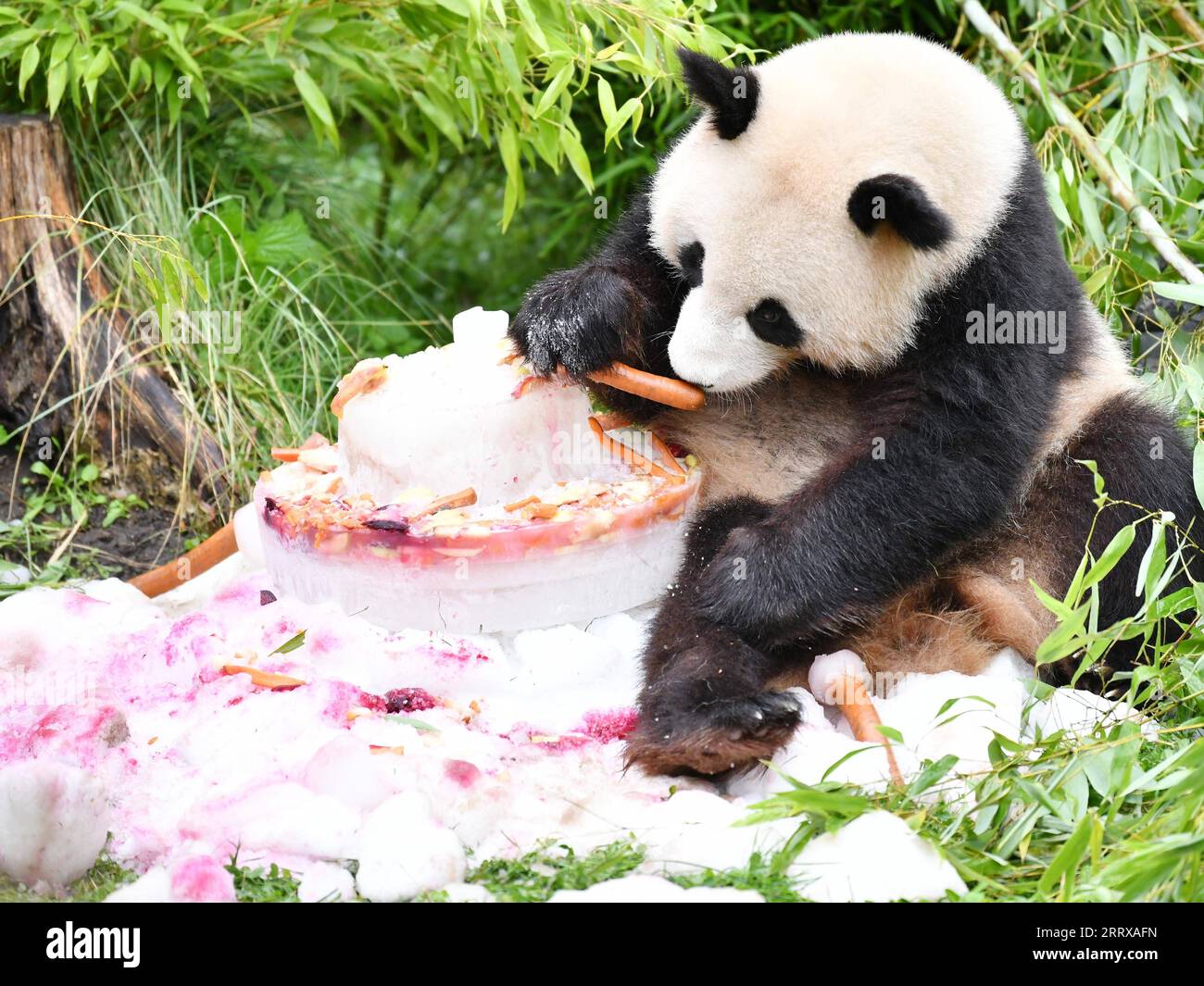 230831 -- BERLINO, 31 agosto 2023 -- panda gigante Meng Xiang gode di una torta di compleanno allo Zoo Berlin di Berlino, capitale della Germania, 31 agosto 2023. I due panda giganti hanno festeggiato il loro quarto compleanno allo Zoo di Berlino giovedì. GERMANIA-BERLINO-GIGANTE PANDA GEMELLI-QUARTO COMPLEANNO RENXPENGFEI PUBLICATIONXNOTXINXCHN Foto Stock