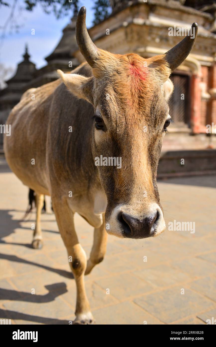 Una vacca sacra e venerata nel Tempio di Pashupatinath, Kathmandu. Foto Stock