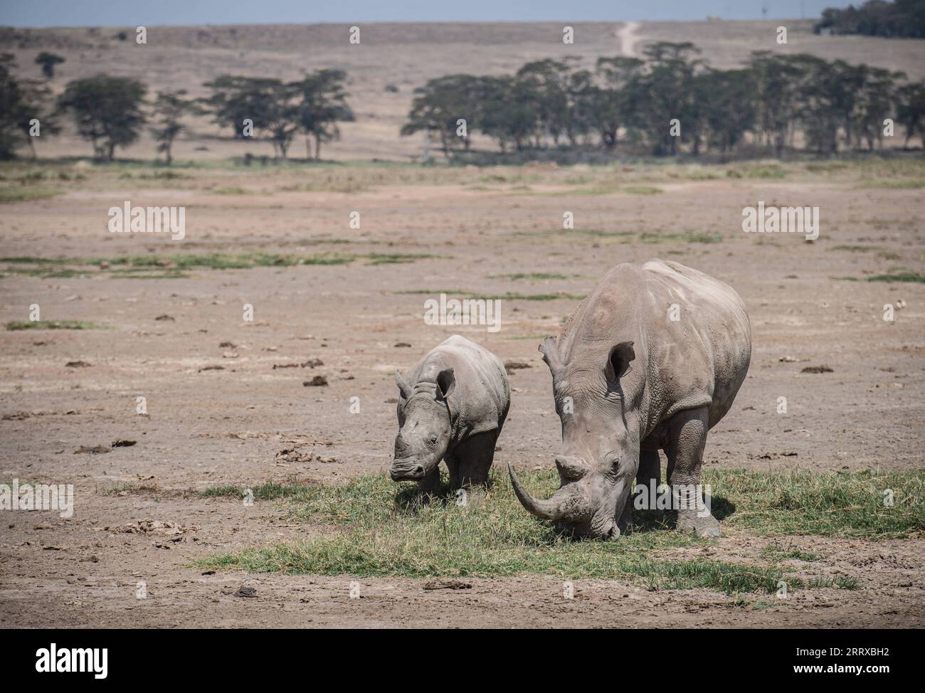 230903 -- NAKURU, 3 settembre 2023 -- questa foto scattata il 2 settembre 2023 mostra rinoceronti al Parco Nazionale del Lago Nakuru in Kenya. KENYA-NAKURU-WILDLIFE WangxGuansen PUBLICATIONxNOTxINxCHN Foto Stock