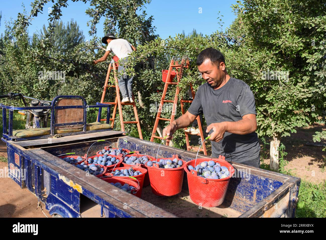 230903 -- PAYZAWAT, 3 settembre 2023 -- questa foto scattata il 4 agosto 2023 mostra un abitante del villaggio che carica un triciclo di trasporto con prugne appena raccolte in un frutteto nella contea di Payzawat, Kashgar, nella regione autonoma Xinjiang Uygur della Cina nord-occidentale. L'industria della coltivazione delle prugne è diventata uno dei principali motori dell'economia locale nella contea di Payzawat. Affidandosi a un parco industriale delle prugne costruito con l'assistenza della provincia del Guangdong nella Cina meridionale, la contea di Payzawat ha migliorato la qualità delle prugne coltivate qui e ha migliorato l'efficienza dell'intera catena industriale delle prugne, tra cui la piantagione, la raccolta, la cernita e la rifratura Foto Stock