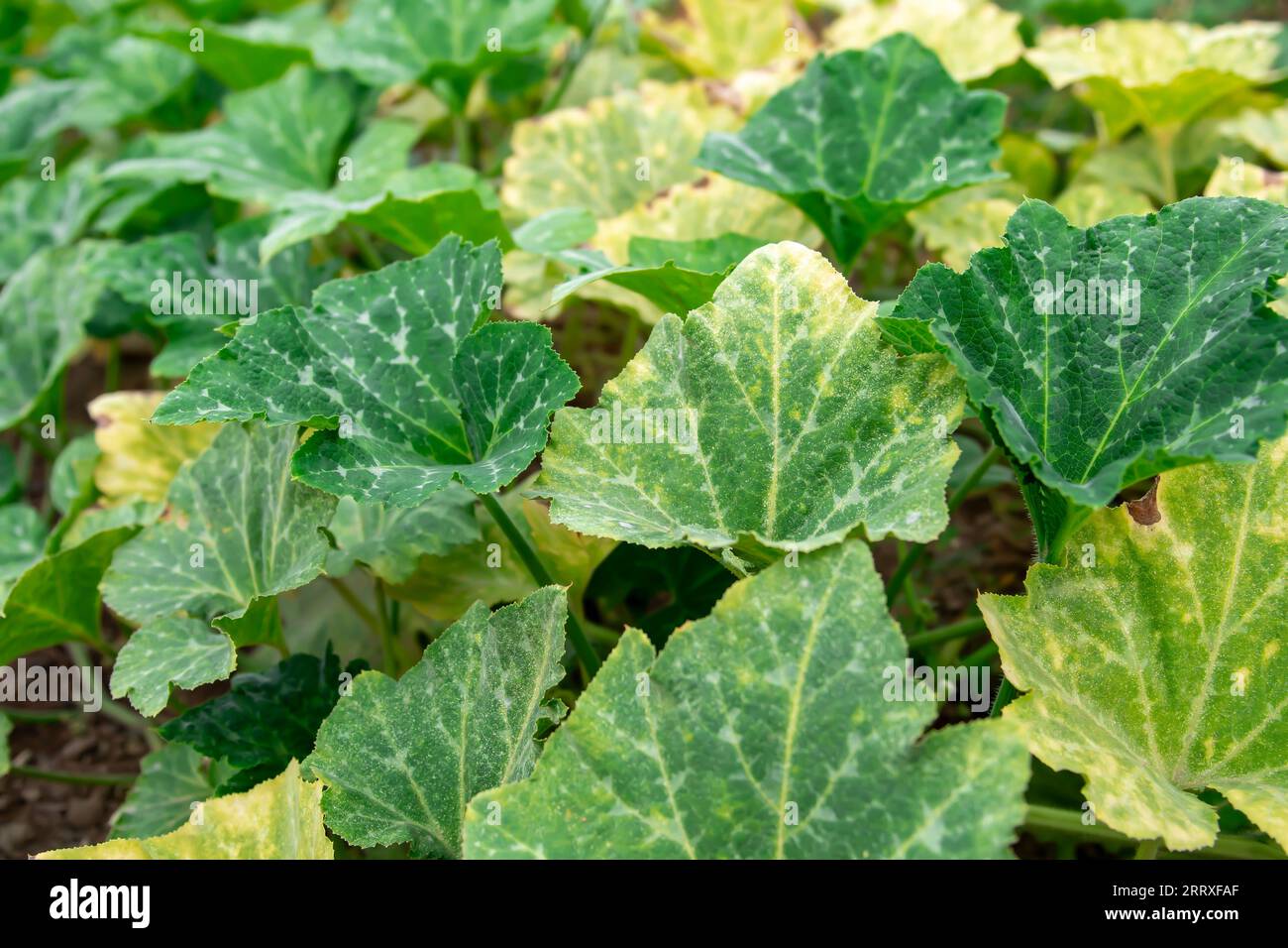 foglie di piante Foto Stock