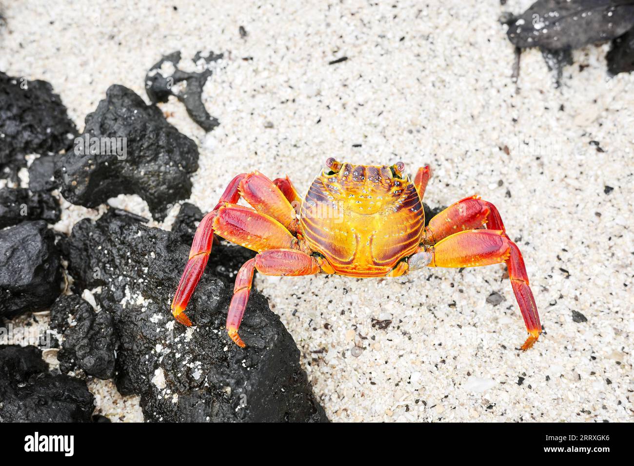 Foto ravvicinata di un granchio Sally Lightfoot su una roccia vulcanica, punto focale selettivo, Isole Galapagos, Ecuador. Foto Stock