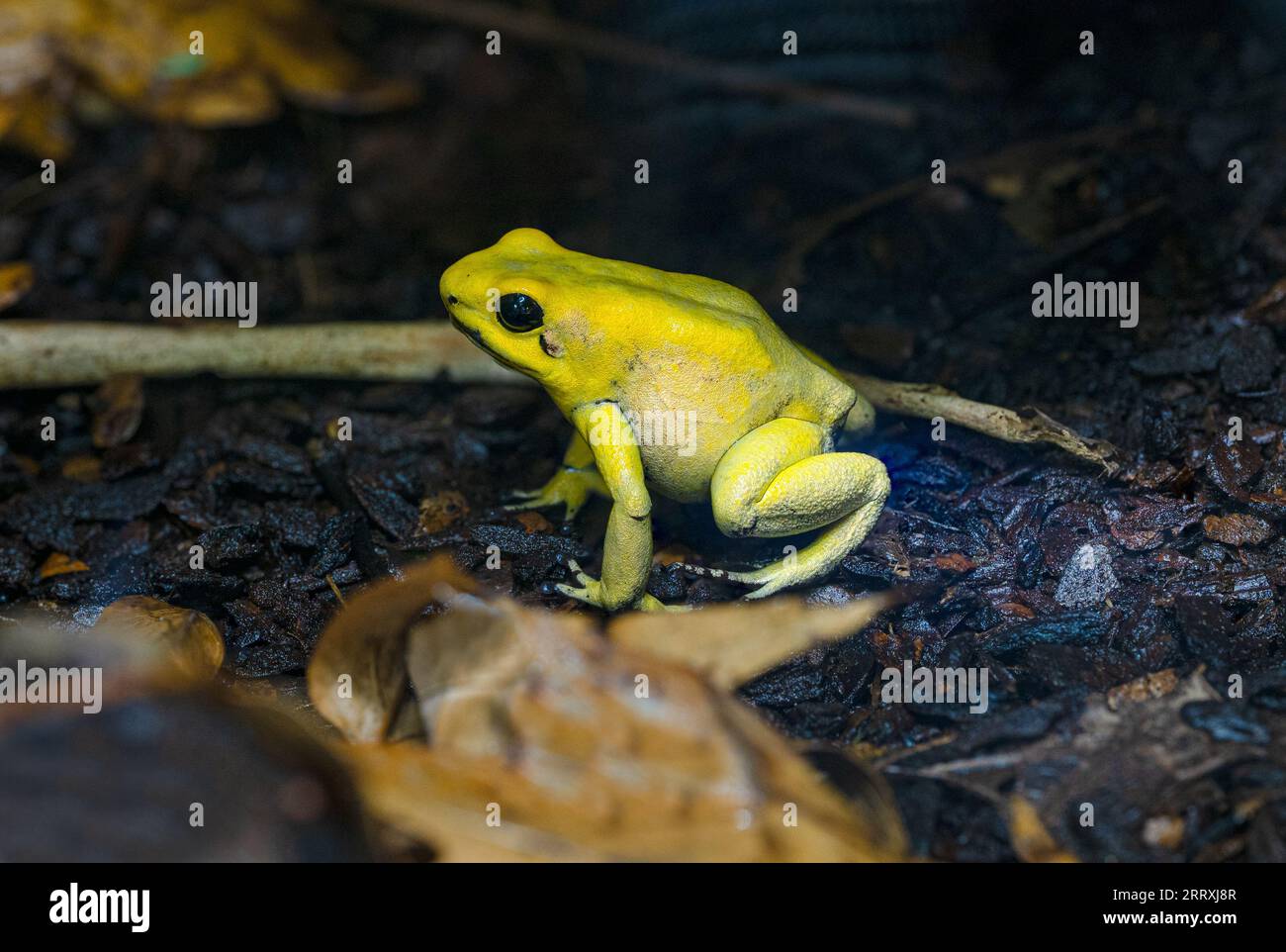 Golden veleno frana (Phyllobates terrobilis). Rana tropicale che vive in Sud America. Foto Stock