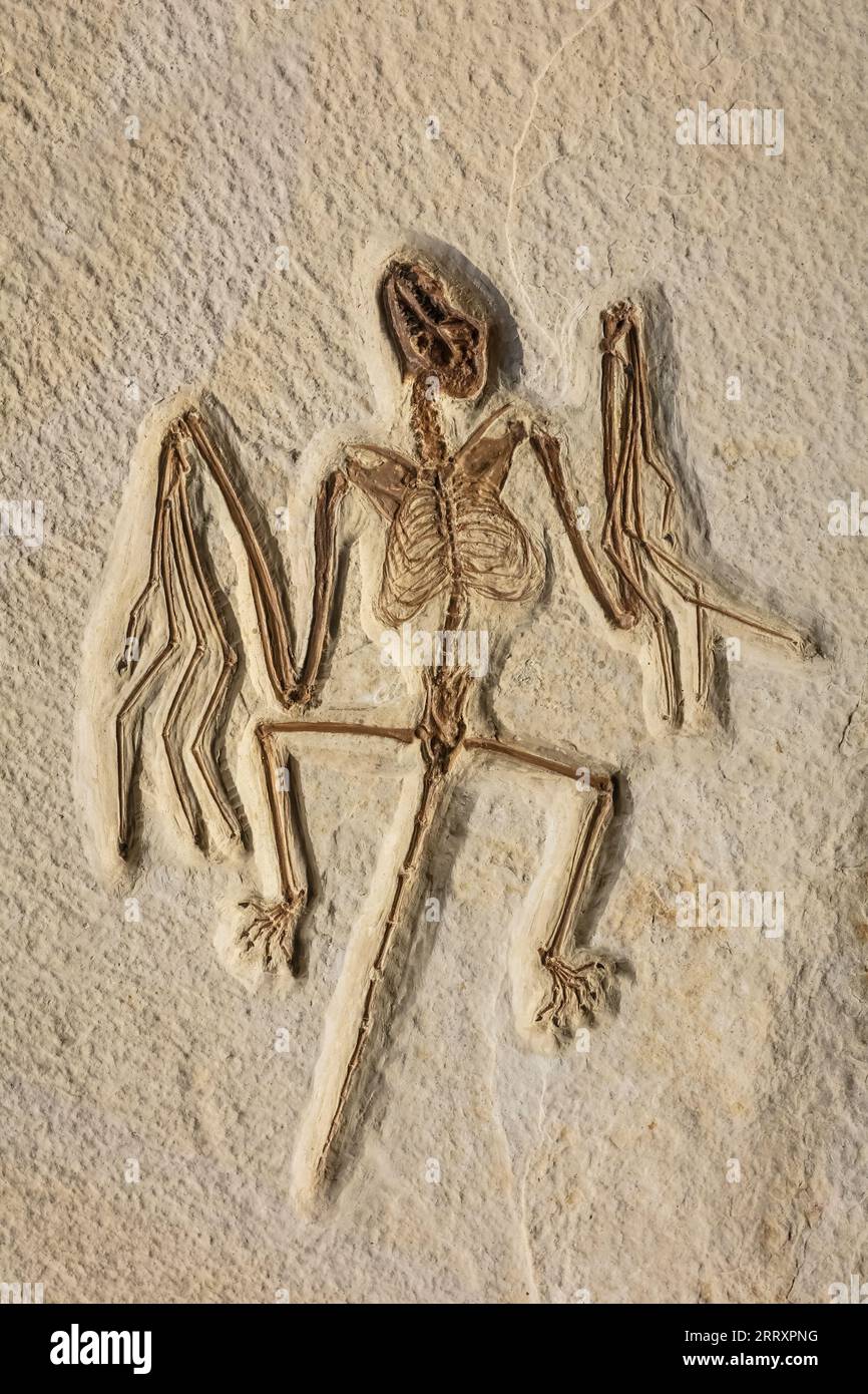 Fossil Bat, Onychonycteris finneyi, Fossil Butte National Monument. Wyoming, Eocene inferiore, 52 MYO Foto Stock