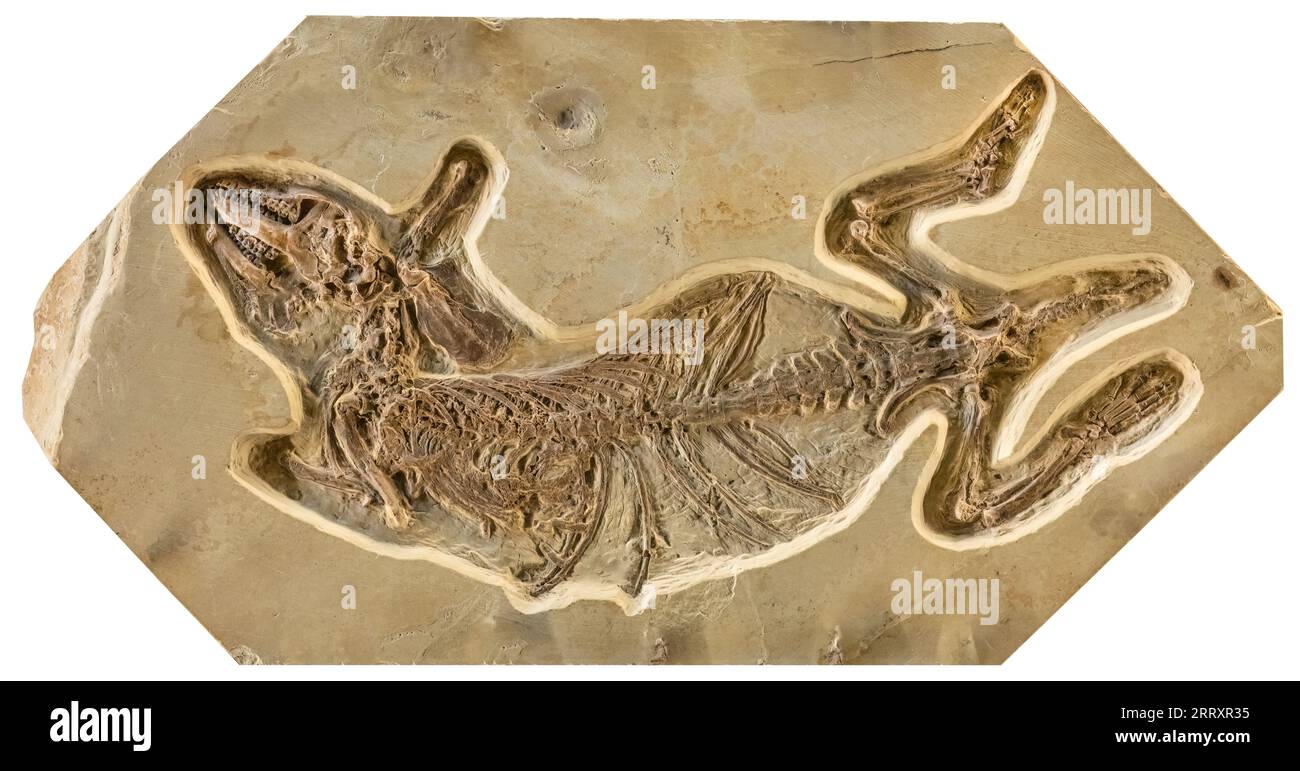 Fossil Hyopsodus wortmani, famiglia estinta Hyopsodontidae mammifero, simile a a a Prairie Dog, 52MYO, Eocene precoce, Fossil Butte National Monument, Wyomi Foto Stock