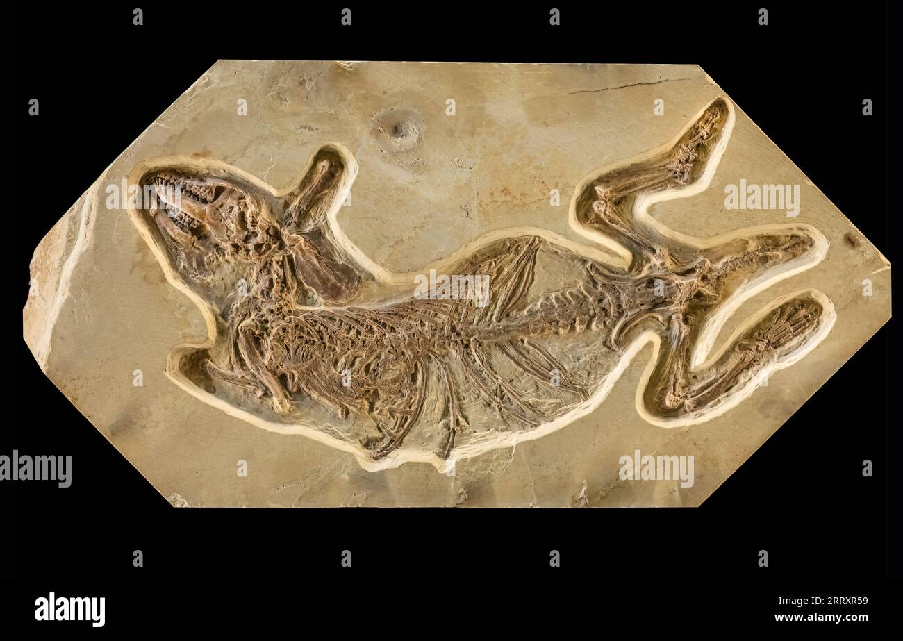 Fossile Hyopsodus wortmani, famiglia estinta Hyopsodontidae mammifero, simile a un cane della prateria, Eocene precoce, 52MYO, Fossil Butte National Monument, Wyomi Foto Stock