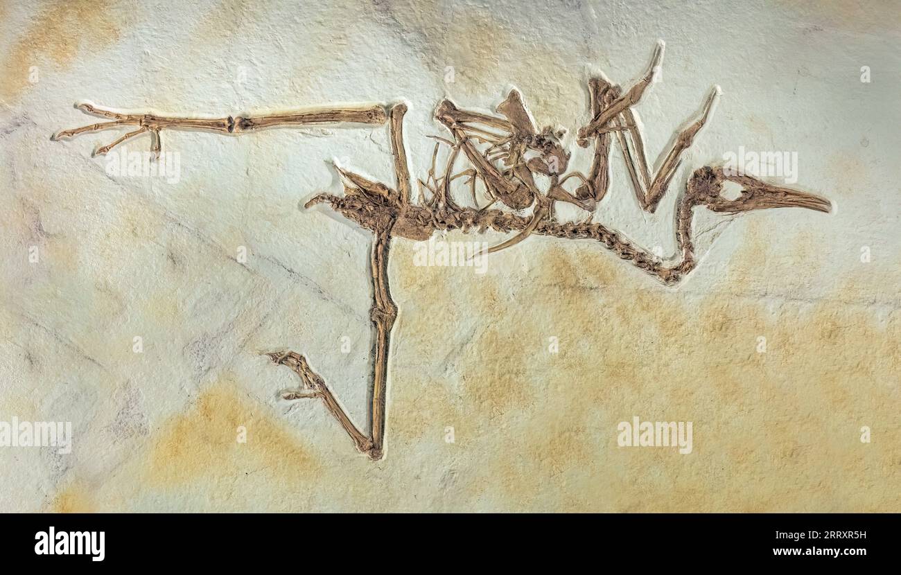 Uccello Lithornithid fossile, Pseudocrypturus cercanaxius, Eocene iniziale 52 MYO, formazione Green River, Fossil Butte National Monument, Wyoming Foto Stock