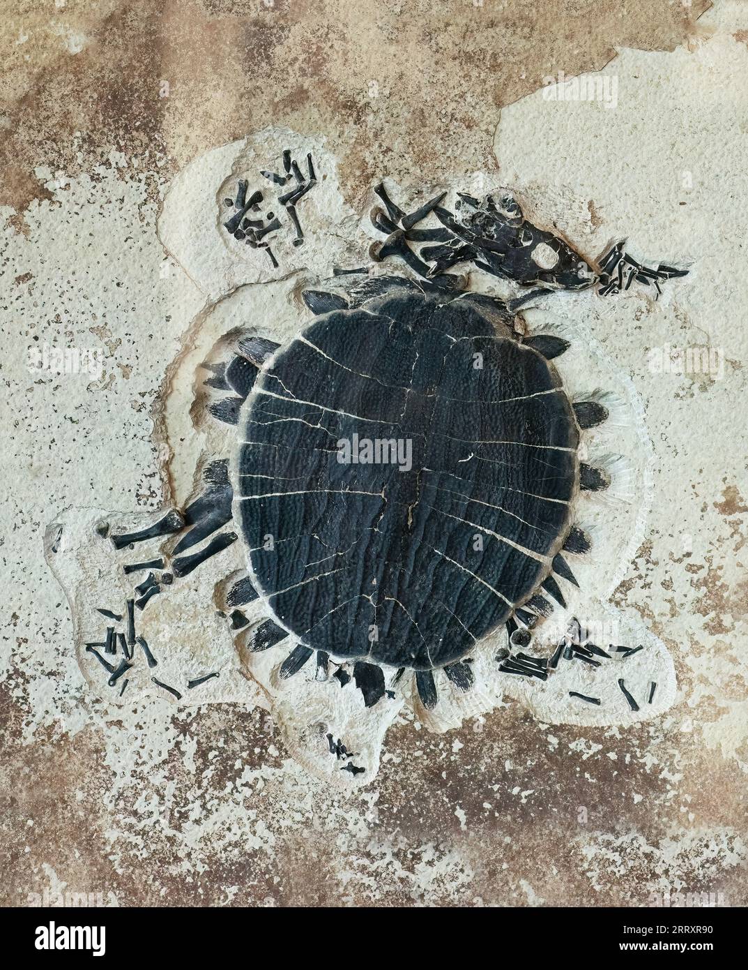 Tartaruga acquatica fossile Soft Shell, Plastomenus thomasii, Eocene precoce, 52 MILIONI DI ANNI FA, Fossil Butte National Monument, Wyoming Foto Stock