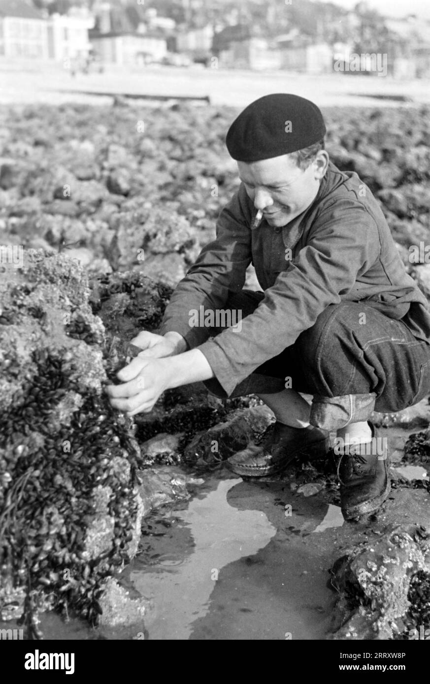 Muschelernter am Strand von le Havre, 1940. Raccoglitrice di conchiglie sulla spiaggia di le Havre, 1940. Foto Stock