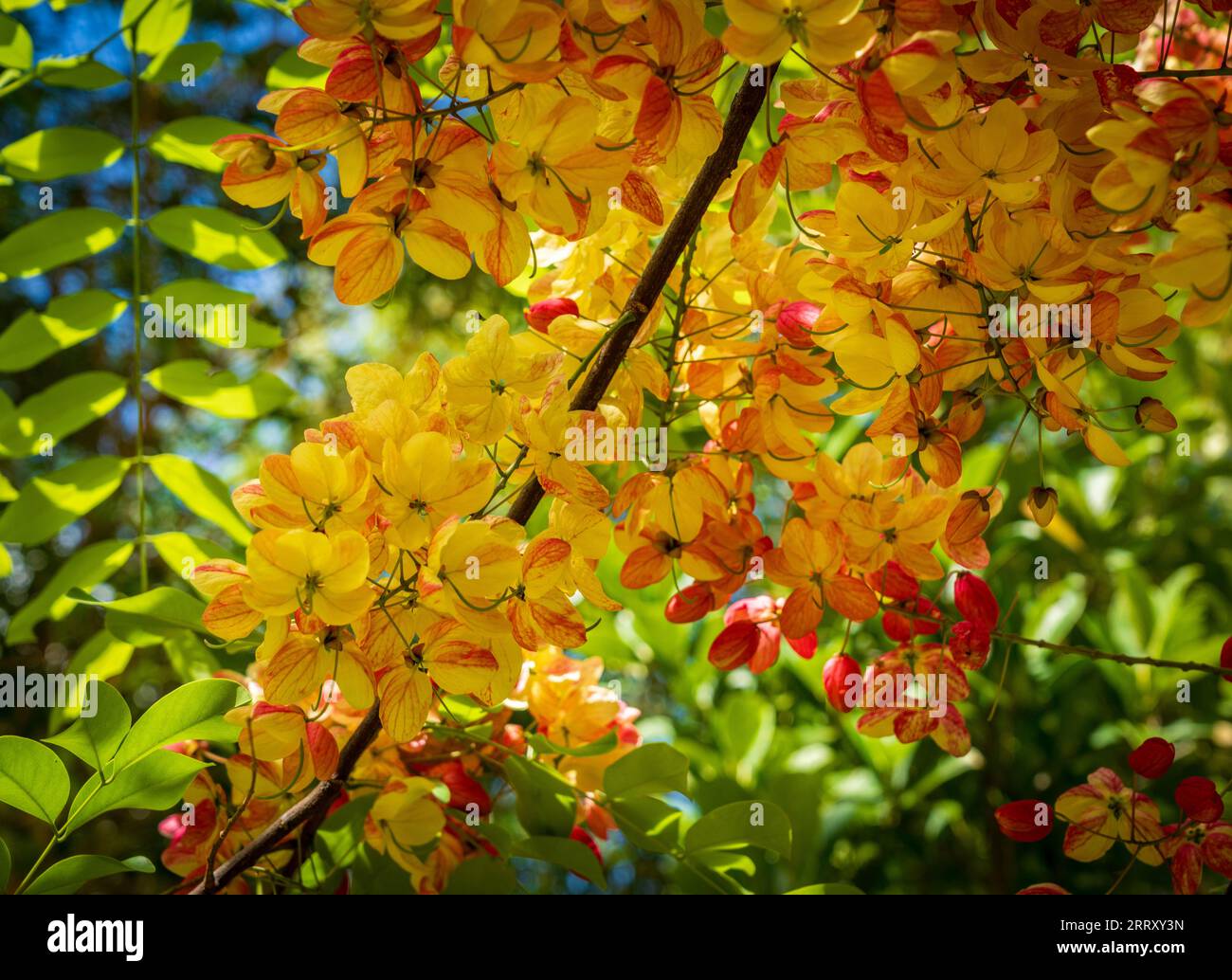 Cremisi e fiori gialli dell'albero doccia Arcobaleno retroilluminato dal sole di Kauai Foto Stock