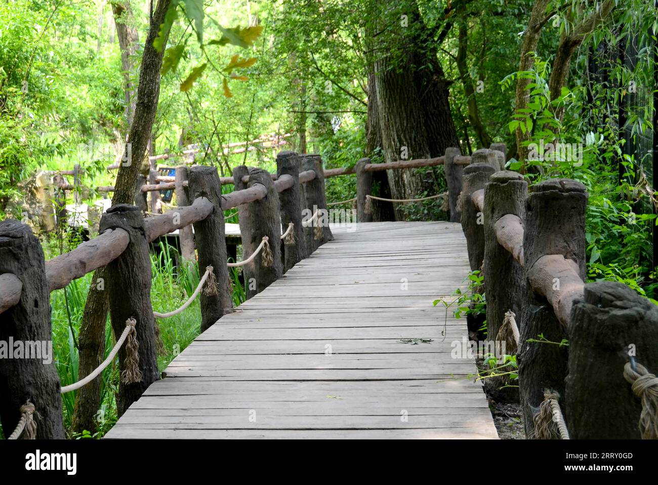 Curva un ponte di legno nel bosco. vecchio ponte pedonale coperto di verde. Foto di alta qualità Foto Stock