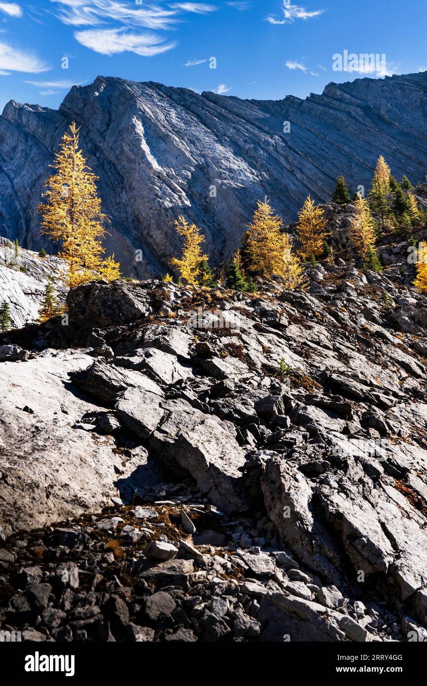 Alberi di larice di montagna nei colori autunnali su una collina rocciosa che si affaccia sulle montagne di fondo di Kananaskis, Alberta, Canada. Foto Stock