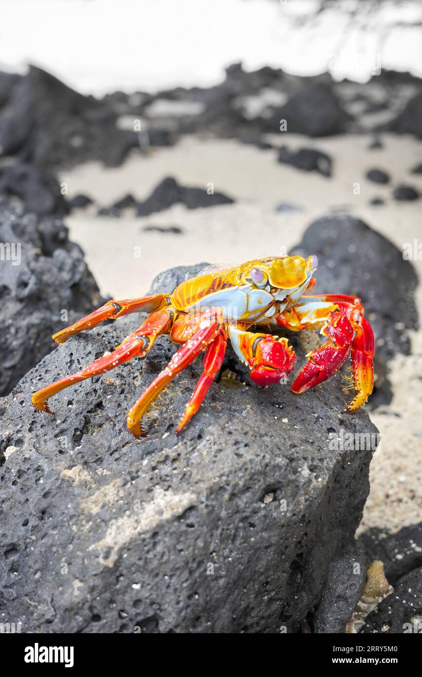 Foto ravvicinata di un granchio Sally Lightfoot su una roccia vulcanica, punto focale selettivo, Isole Galapagos, Ecuador. Foto Stock
