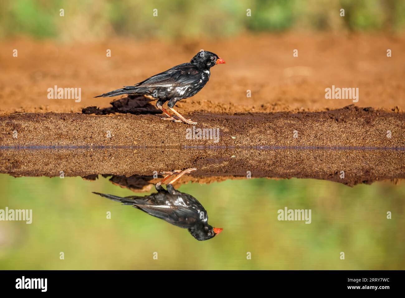 Tessitore di bufalo a becco rosso lungo una pozza d'acqua con riflesso nel parco nazionale di Kruger, Sudafrica; famiglia speciale Bubalornis niger di Ploceidae Foto Stock