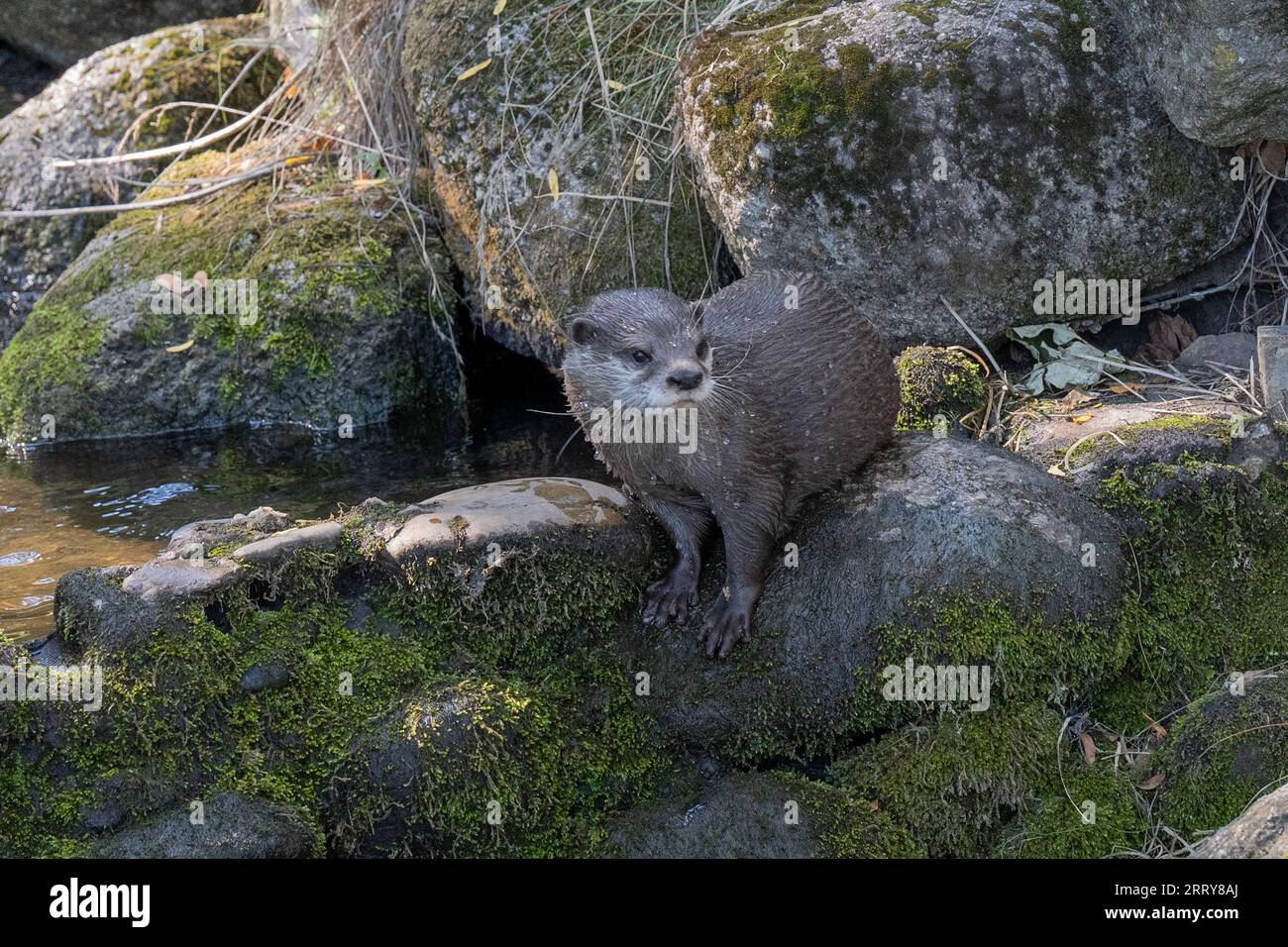 Lontra asiatica a piccoli artigli (Amblonyx cinerea o Aonyx cinereus). Foto Stock