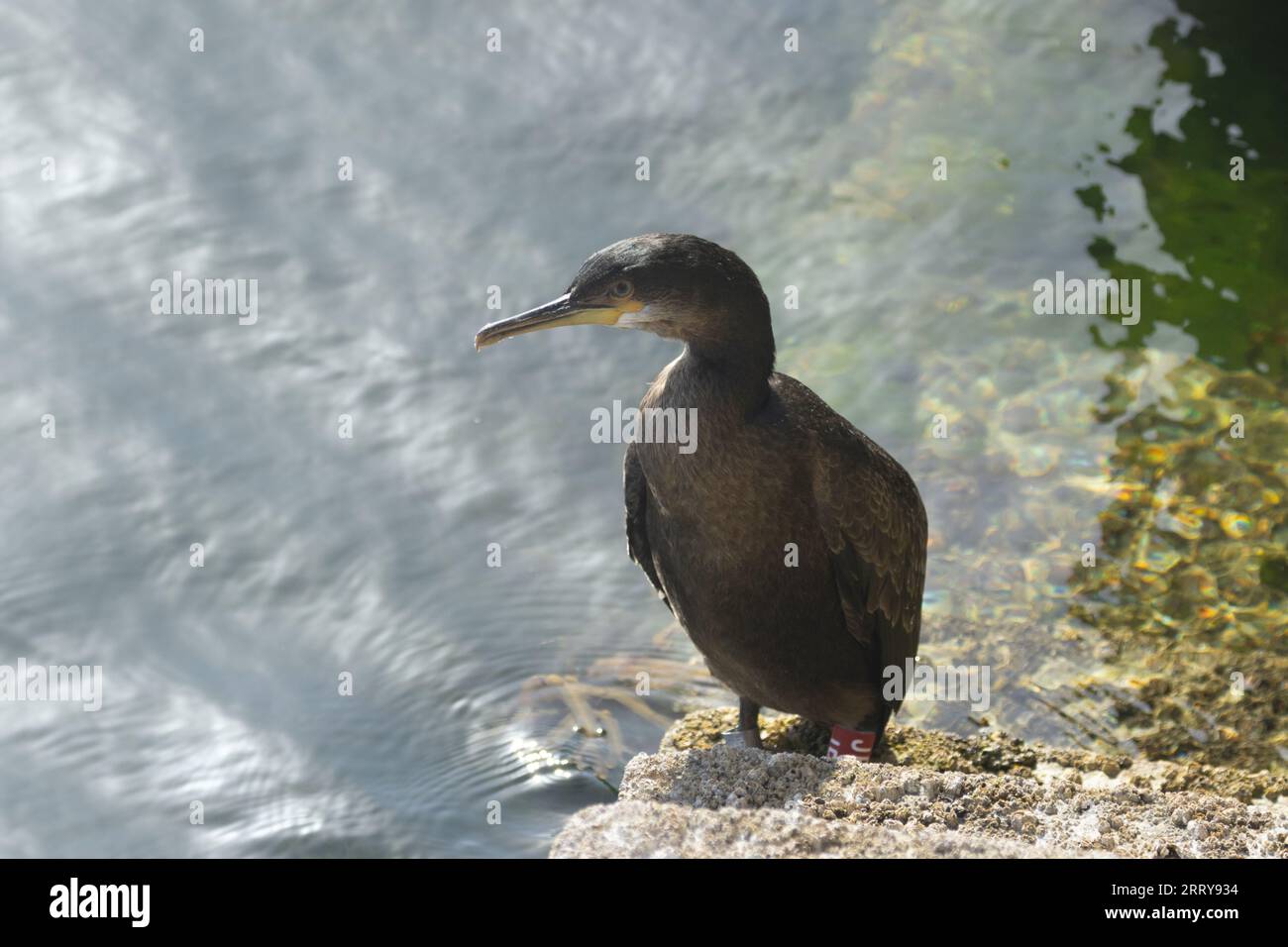 Shag, grande uccelli marini, primo piano con becco e ritratto degli occhi con sfondo marino naturale che riposa al sole sui gradini di un porto Foto Stock