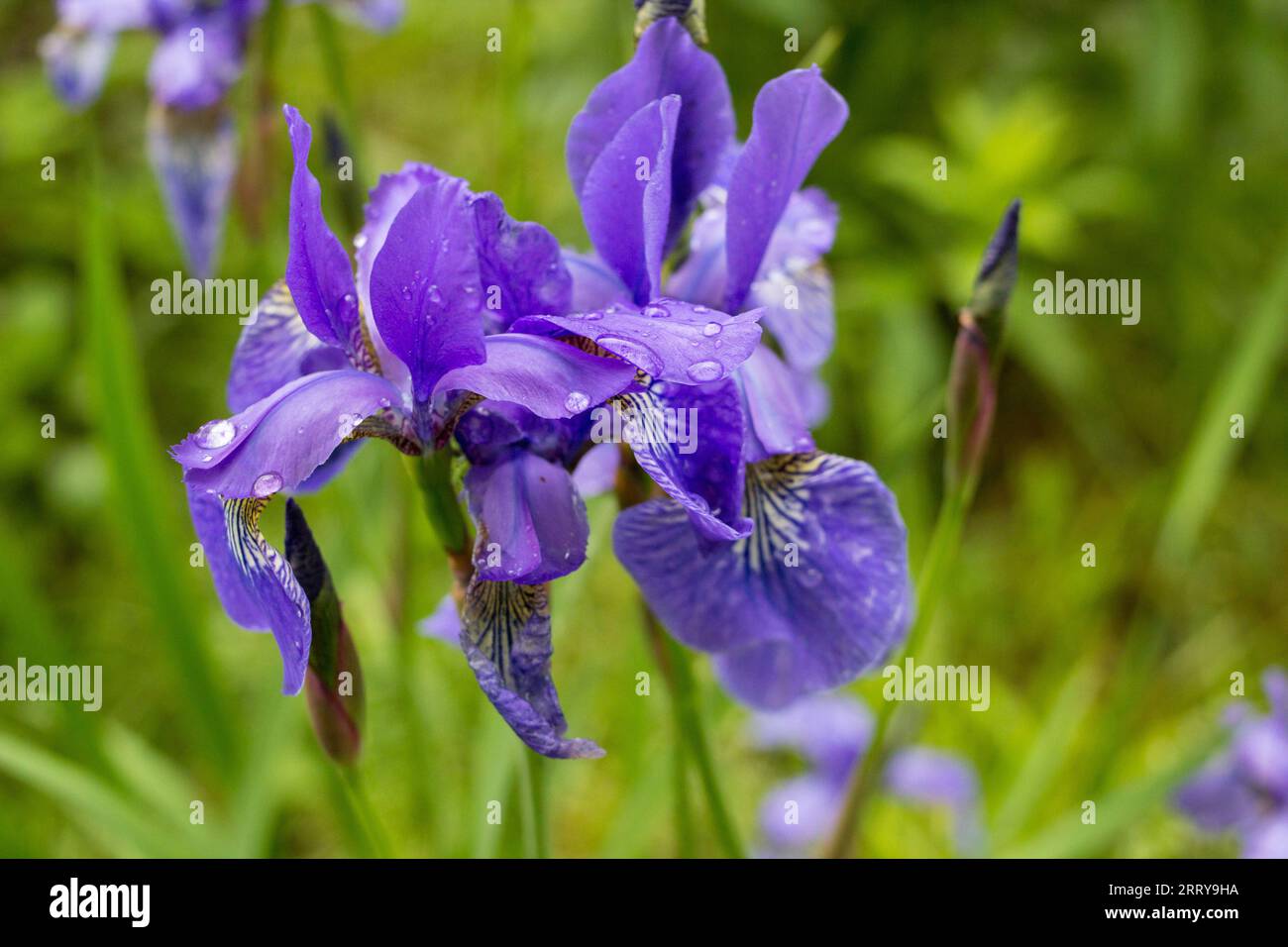 Splendidi fiori di grado Iris velluto ruvido Foto Stock