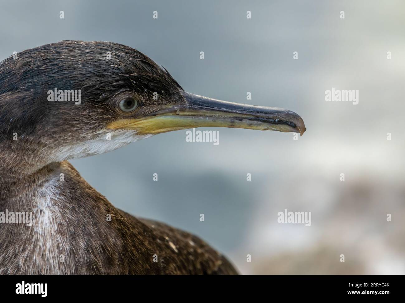 Shag, grande uccelli marini, primo piano con becco e ritratto degli occhi con sfondo marino naturale che riposa al sole sui gradini di un porto Foto Stock
