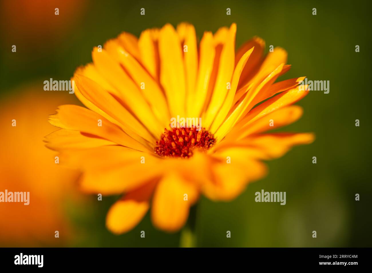 Splendida Calendula Officinalis arancione in fiore nel nostro giardino Foto Stock