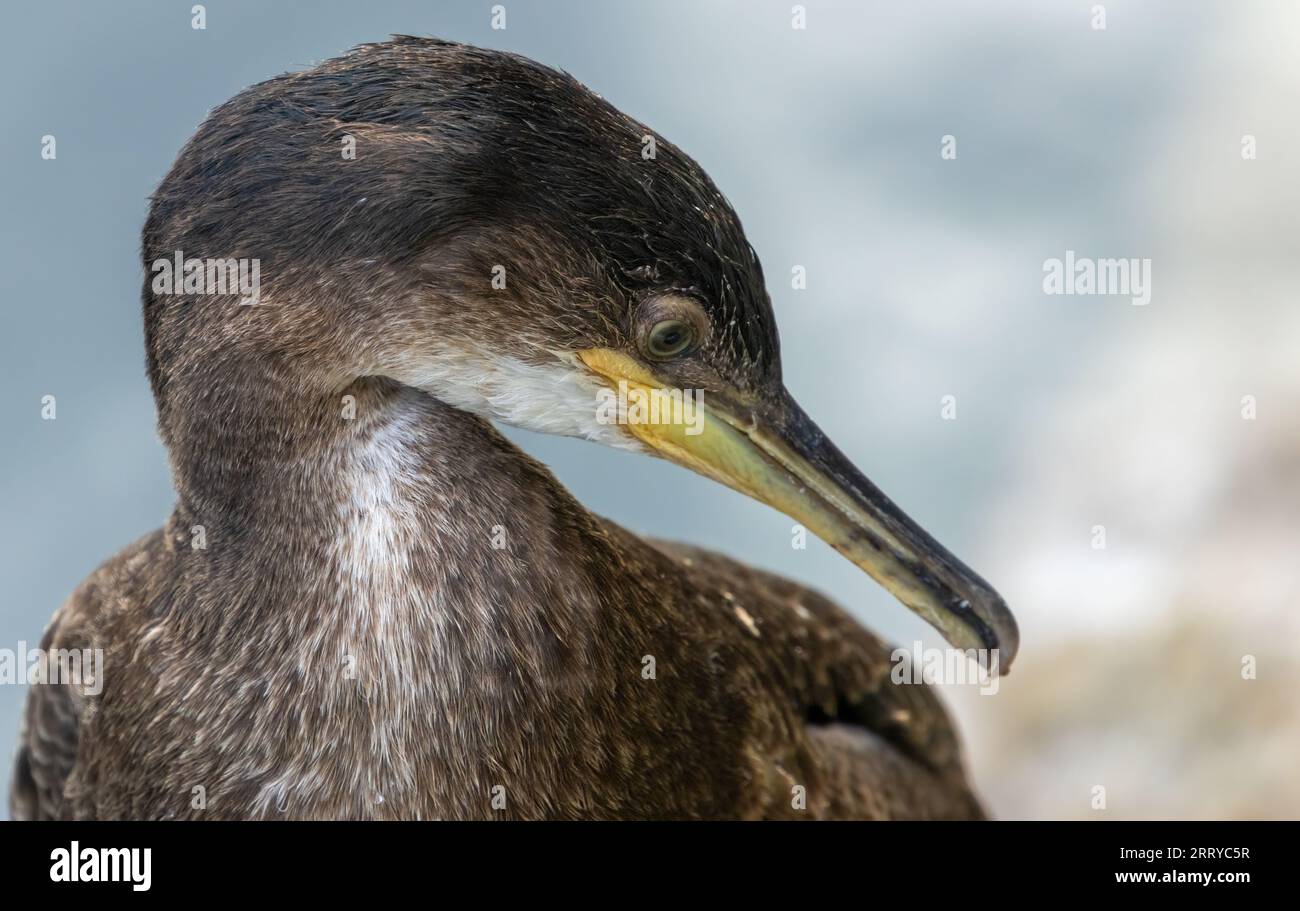 Shag, grande uccelli marini, primo piano con becco e ritratto degli occhi con sfondo marino naturale che riposa al sole sui gradini di un porto Foto Stock