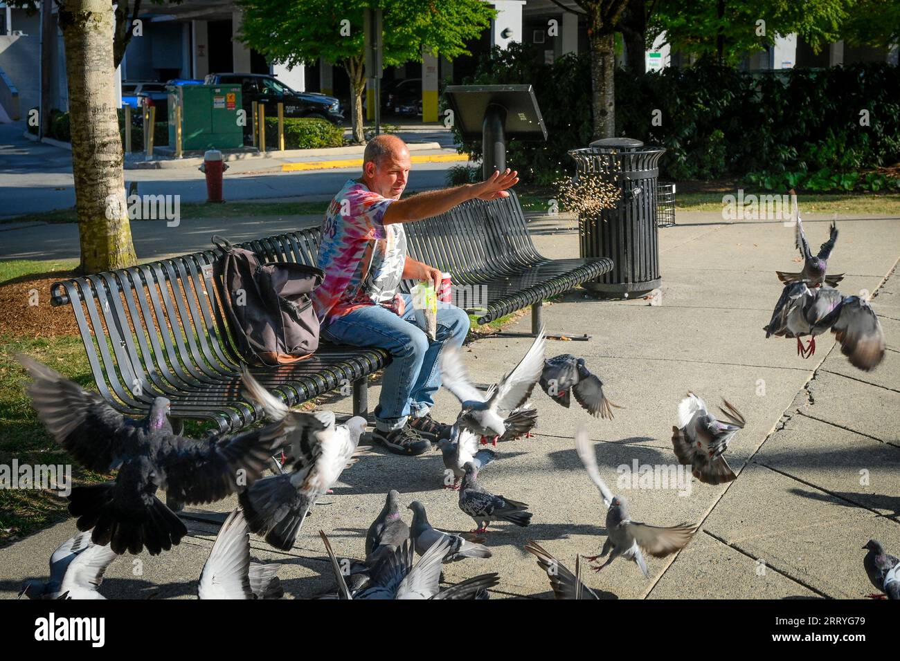 Man Feeding Pigeons, Memorial Peace Park, District of Maple Ridge, British Columbia, Canada Foto Stock