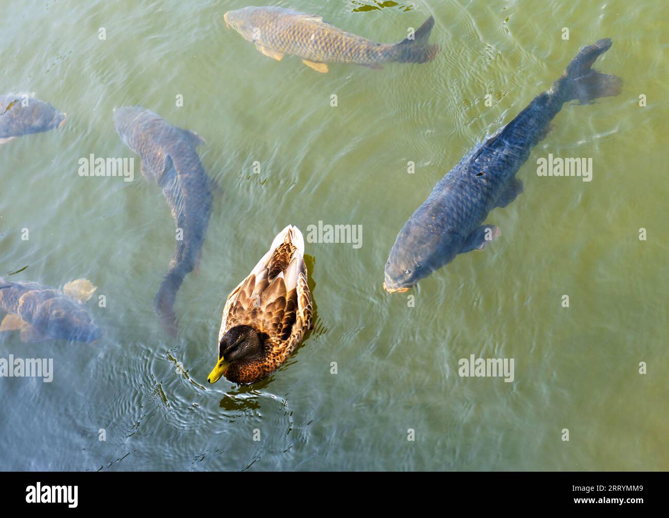 Anatra e pesca nell'acqua del lago in natura in estate, vista dall'alto. Animali che nuotano in acqua limpida. Tema della natura, della fauna selvatica, dell'ambiente e della pesca. Foto Stock
