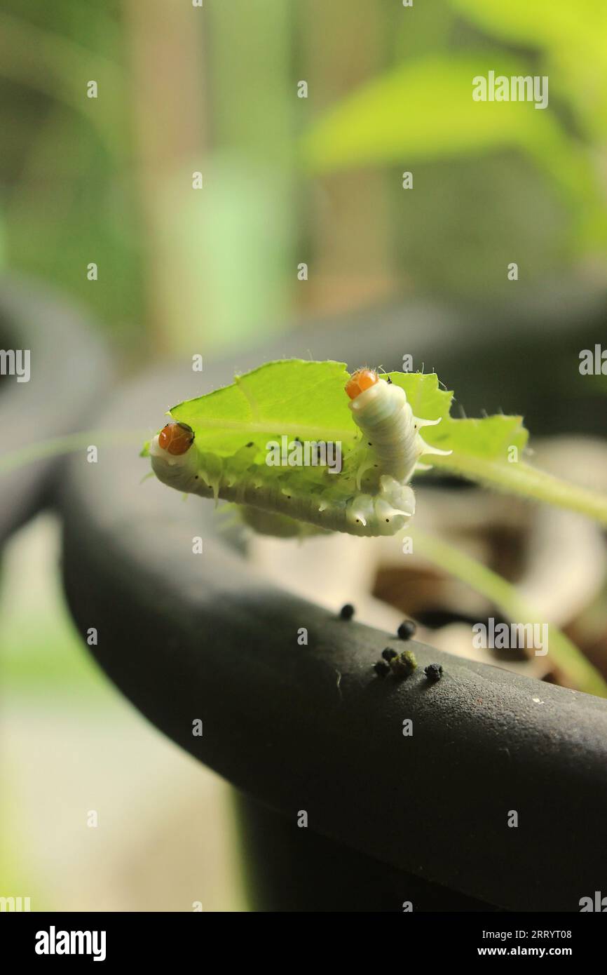 Mechanitis Polymnia Casabranca butterfly caterpillars mangiare una foglia da una pianta. Foto Stock